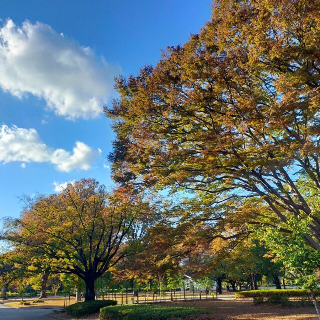 今日は小金井公園でお仕事でした。
小金井公園は紅葉が始まっていて🍁空気も澄んでいていい秋晴れ。

ただ、急な寒さで身体も心もびっくりしています😅
皆さんも体調お気をつけくださいね🙏