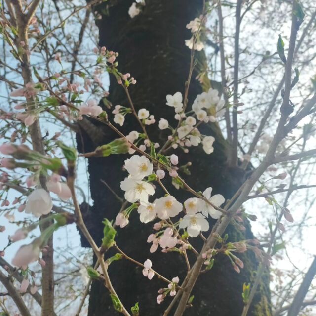 桜が少し咲いてきました🌸⁡
⁡⁡
⁡ #桜  #小金井公園  #新年度開始
