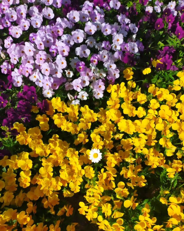 小金井公園の花壇は手入れが綺麗にされていて、色々なお花が咲いています。

よーく見ると、一輪だけ紛れて別のお花が🌼
なんだか可愛い。

久しぶりに私の自撮りをと思ったのですが、スッピンだったー💦😂という訳で、3枚目は私の影。足長に撮れた!!笑⁡
⁡

 #小金井公園  #花壇  #お花大好き  #春が来た⁡
⁡ #いとうゆり