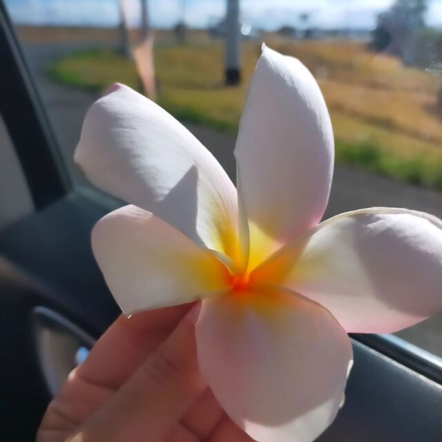 一年ぶりのハワイ滞在⁡
⁡会いたかった人にも会えて😊
ハワイはやっぱり最高の場所でした🌲🌺